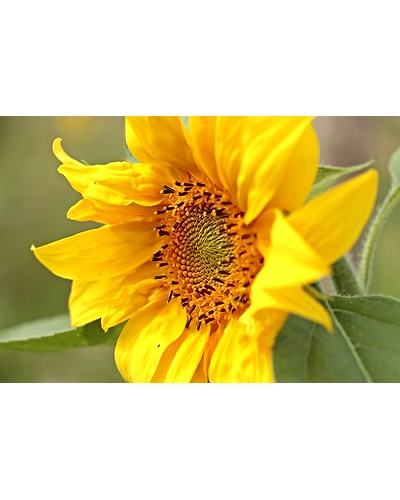 SUN FLOWER-1