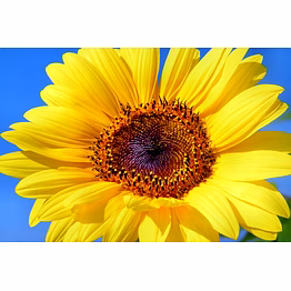 sun flower