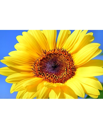 SUN FLOWER-12337118