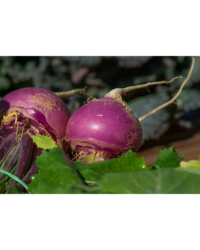 TURNIP-12337130