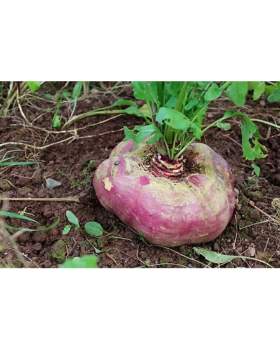 TURNIP-4