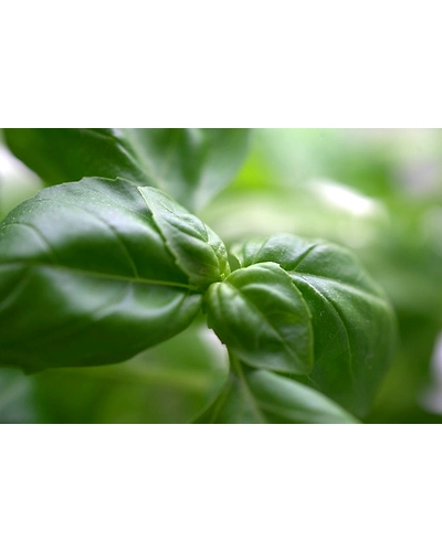 BASIL LEAVES-2
