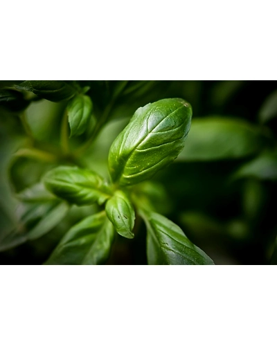 BASIL LEAVES-3