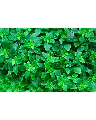 BASIL LEAVES-4