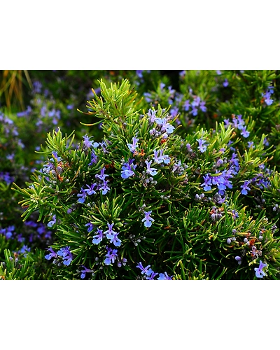 ROSEMARY-1
