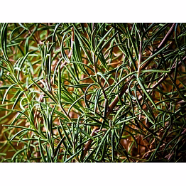 rosemary