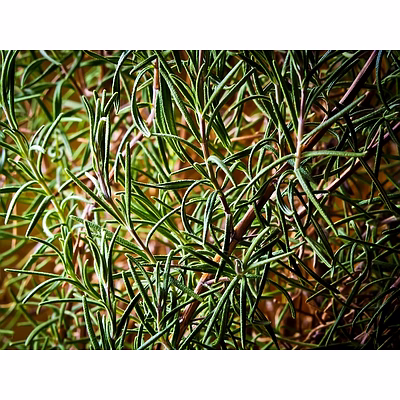 rosemary
