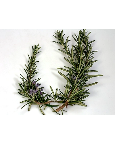 ROSEMARY-2