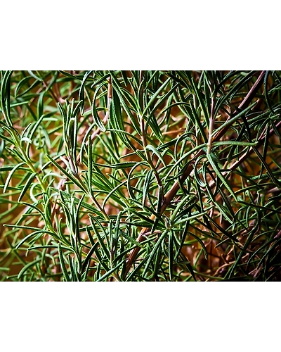 ROSEMARY-3