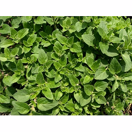 oregano