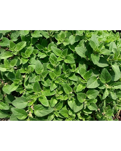 OREGANO-12337140