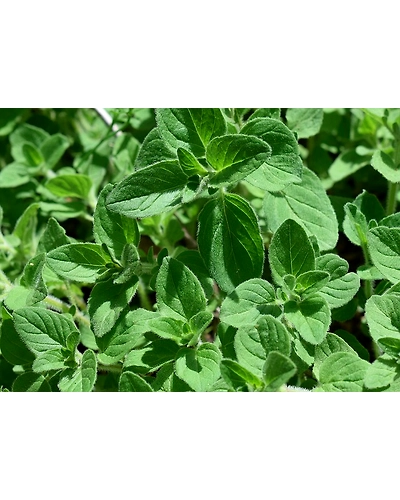 OREGANO-1