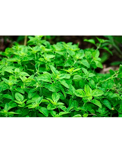 OREGANO-2