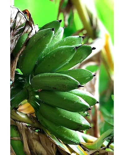 RAW BANANA-4