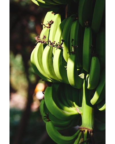 RAW BANANA-2
