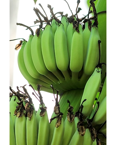 RAW BANANA-1