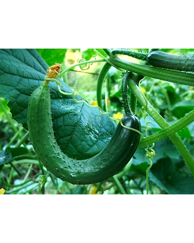 CUCUMBER-2