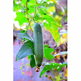sponge gourd