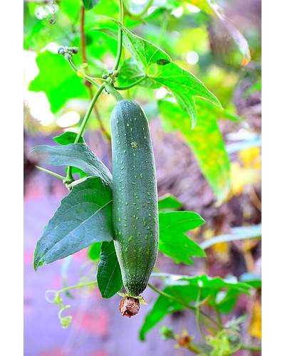 SPONGE GOURD-12337150