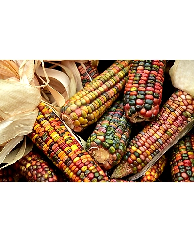 CORN-3