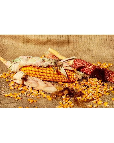 CORN-2