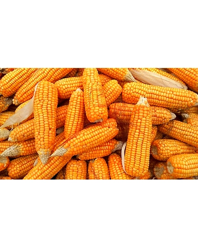 CORN-1