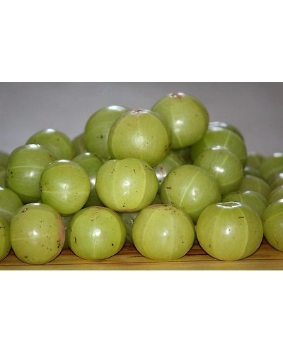 AMLA-2