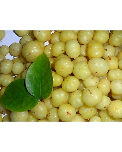 AMLA-1