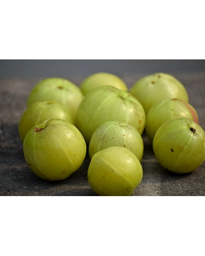 AMLA-12337168
