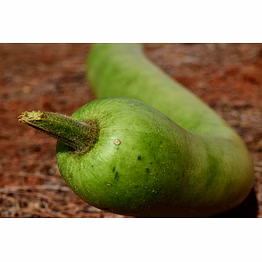 bottle gourd