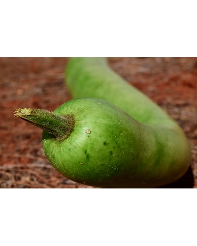 BOTTLE GOURD-12337174