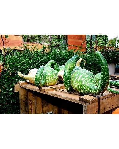 BOTTLE GOURD-1