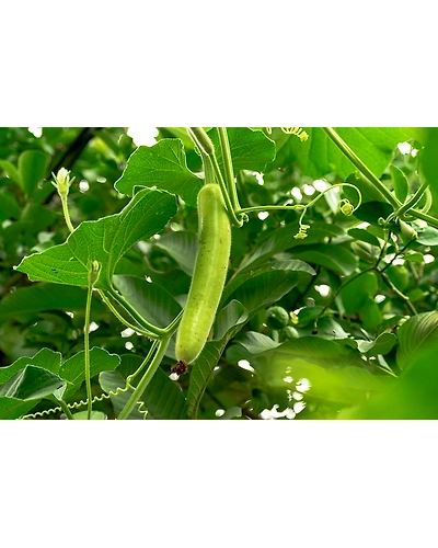 BOTTLE GOURD-2