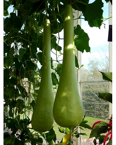 BOTTLE GOURD-3