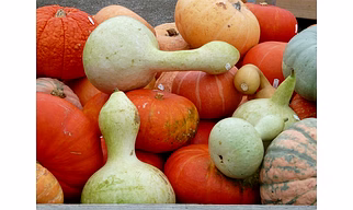 BOTTLE GOURD