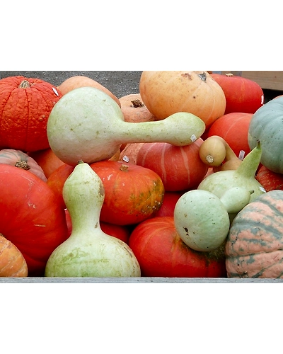 BOTTLE GOURD-4