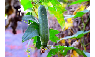 SPONGE GOURD