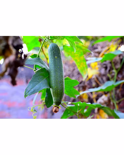 SPONGE GOURD-12337182