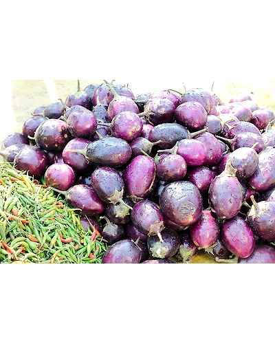 BRINJAL (BAINGAN)-12337184