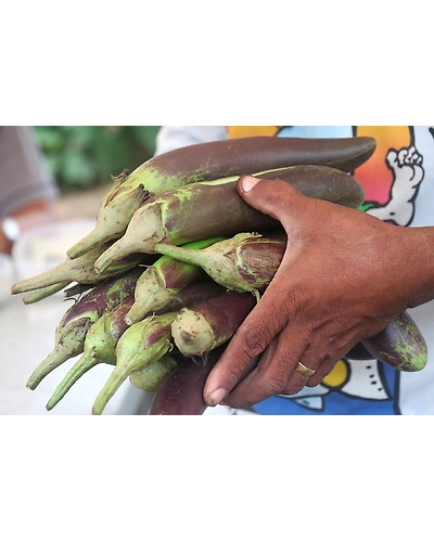 BRINJAL (BAINGAN)-2