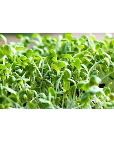 SUNFLOWER SPROUT-12337194