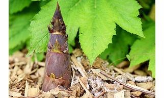 BAMBOO SHOOT