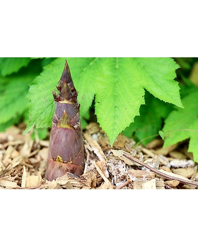 BAMBOO SHOOT-4