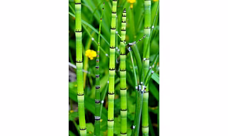 BAMBOO SHOOT