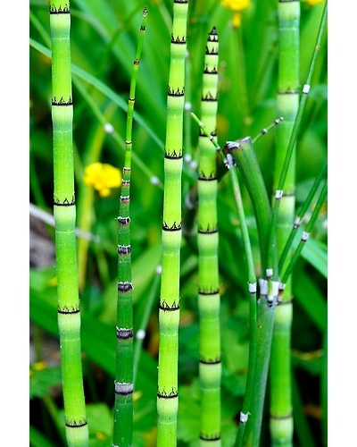 BAMBOO SHOOT-12337206