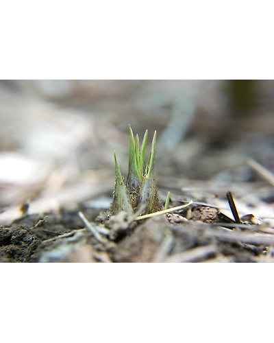 BAMBOO SHOOT-3