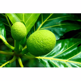 breadfruit