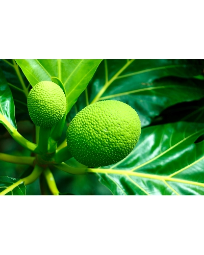 BREADFRUIT-12337212