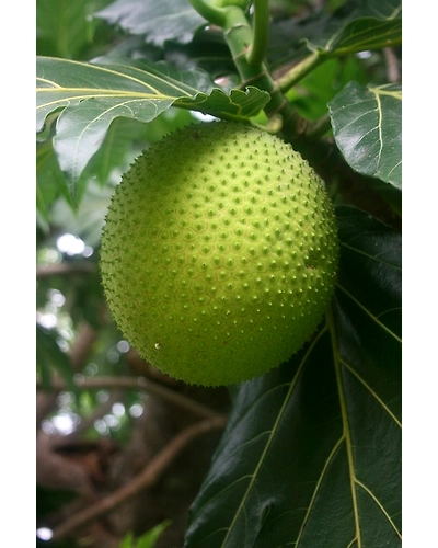 BREADFRUIT-3