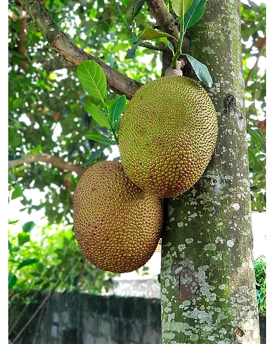 BREADFRUIT-2